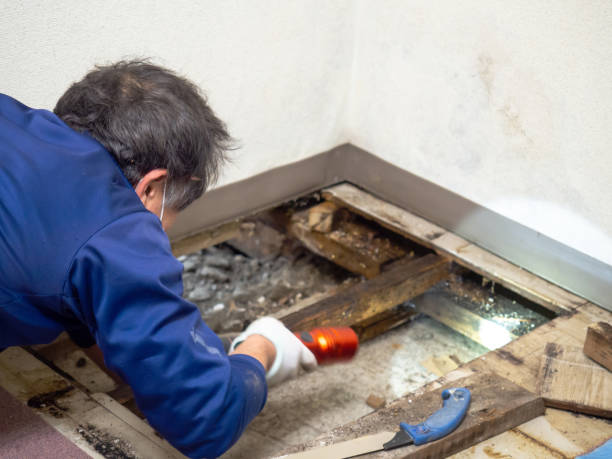 Mold Inspection, Removal & Remediation